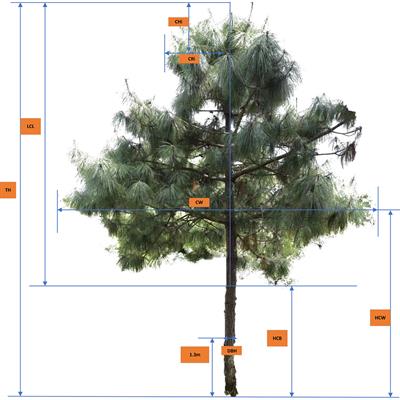 Deep learning for crown profile modelling of Pinus yunnanensis secondary forests in Southwest China